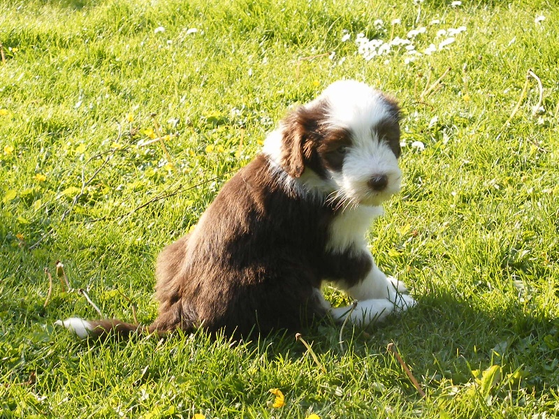 Race De Chien La Belle Et Le Clochard