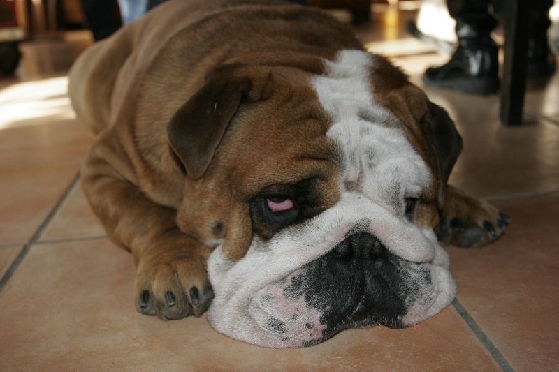 Publication : Bouillbulli's Auteur : M BOUILLON