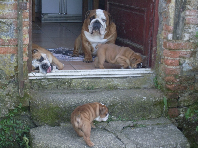 Publication : Bouillbulli's Auteur : M BOUILLON