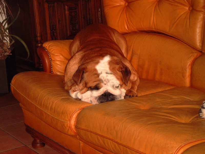 Publication : Bouillbulli's Auteur : M BOUILLON