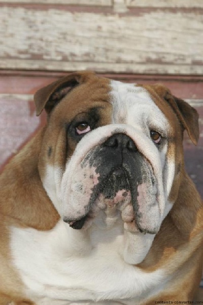 Publication : Bouillbulli's Auteur : M BOUILLON