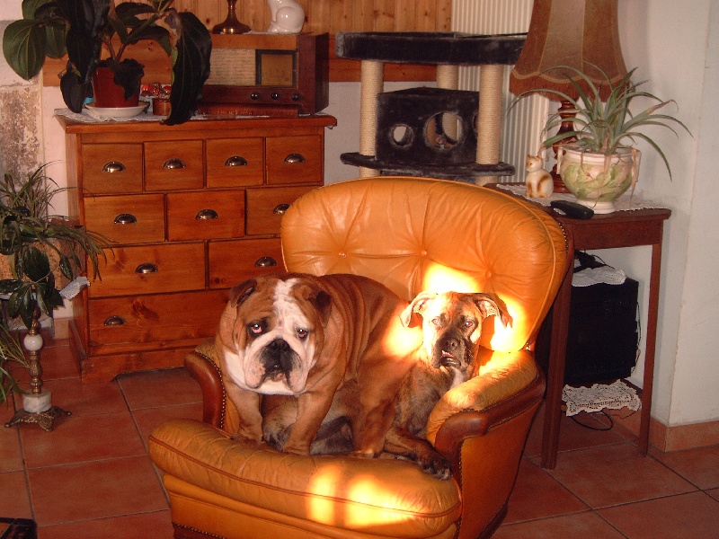 Publication : Bouillbulli's Auteur : M BOUILLON