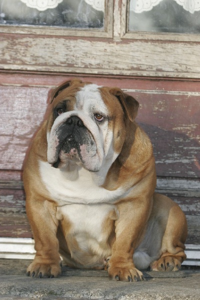 Publication : Bouillbulli's Auteur : M BOUILLON