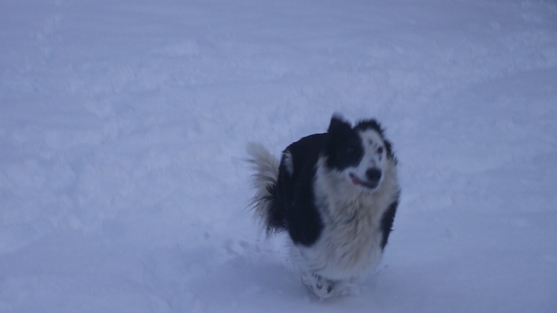 Publication : du Clos de Nétilia