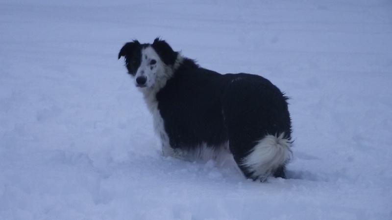 Publication : du Clos de Nétilia