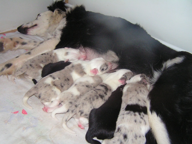 Publication : du Clos de Nétilia