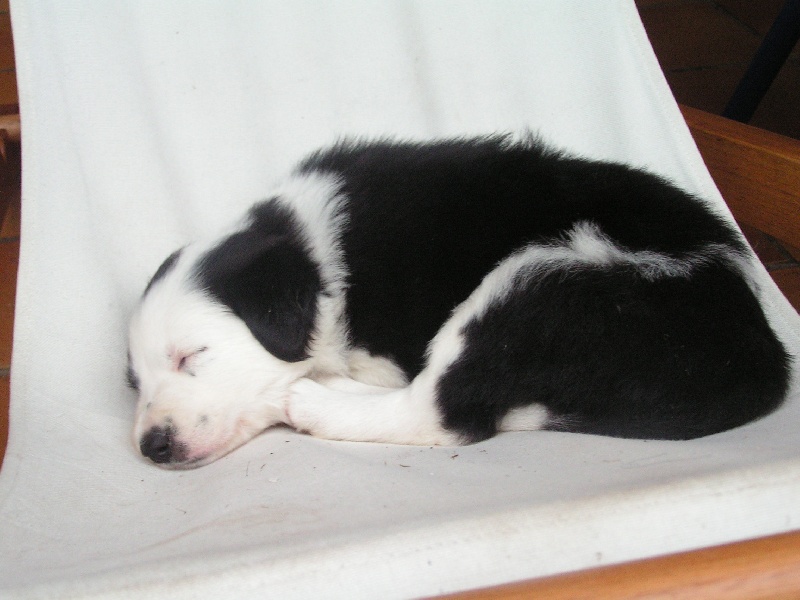 Publication : du Clos de Nétilia