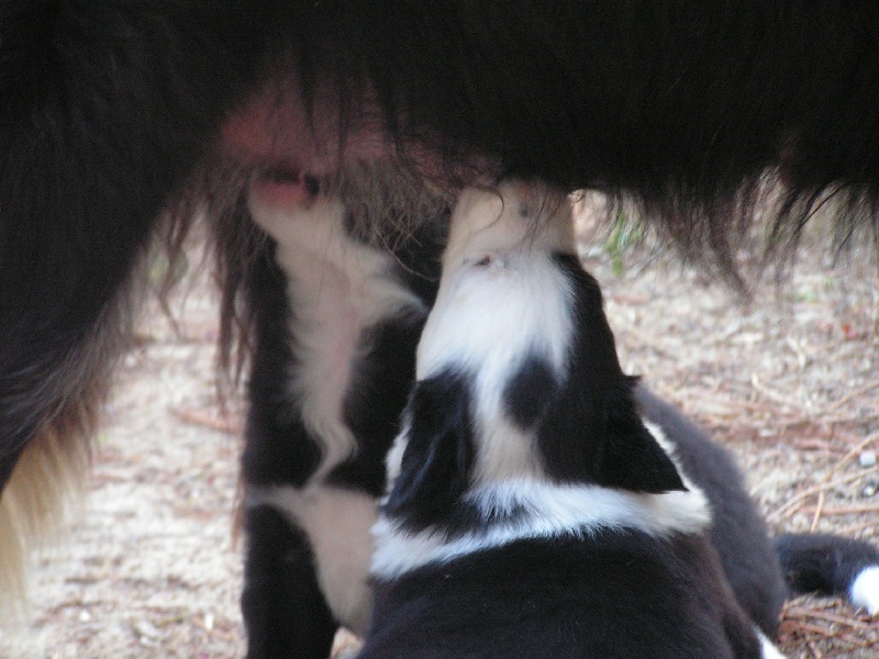 Publication : du Clos de Nétilia