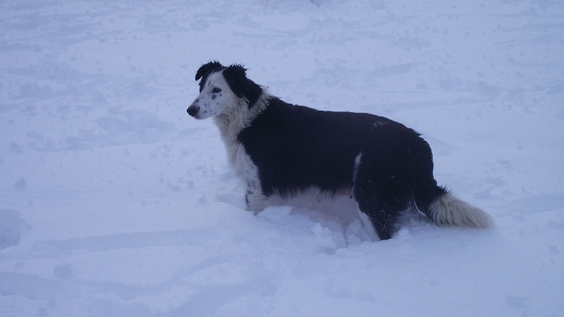 Publication : du Clos de Nétilia