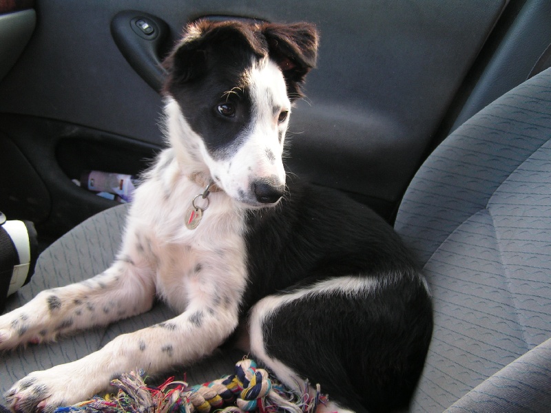 Publication : du Clos de Nétilia