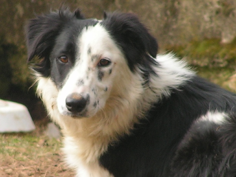 Publication : du Clos de Nétilia