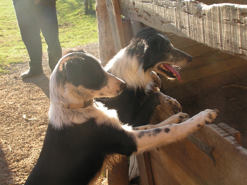 Publication : du Clos de Nétilia