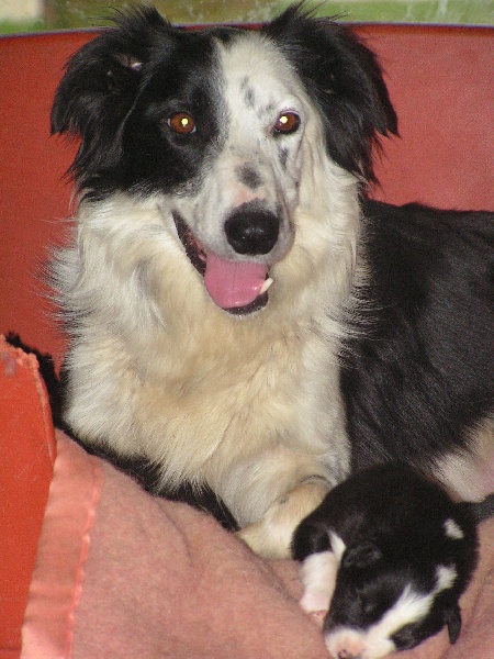 Publication : du Clos de Nétilia