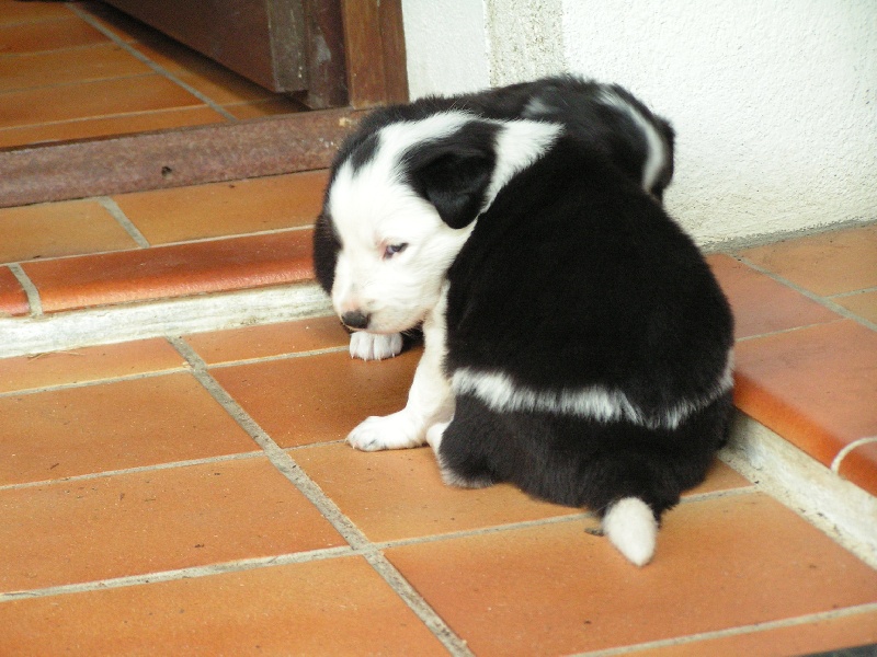 Publication : du Clos de Nétilia