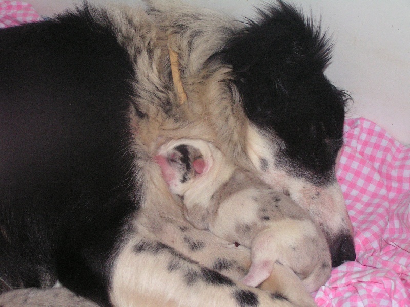 Publication : du Clos de Nétilia