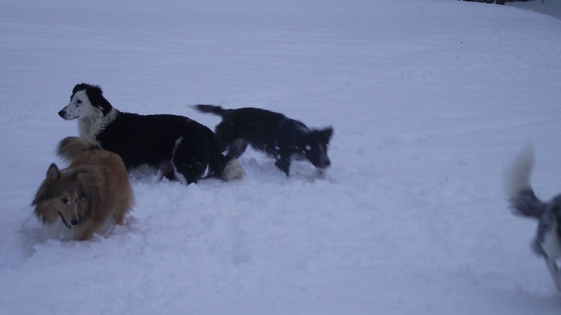 Publication : du Clos de Nétilia