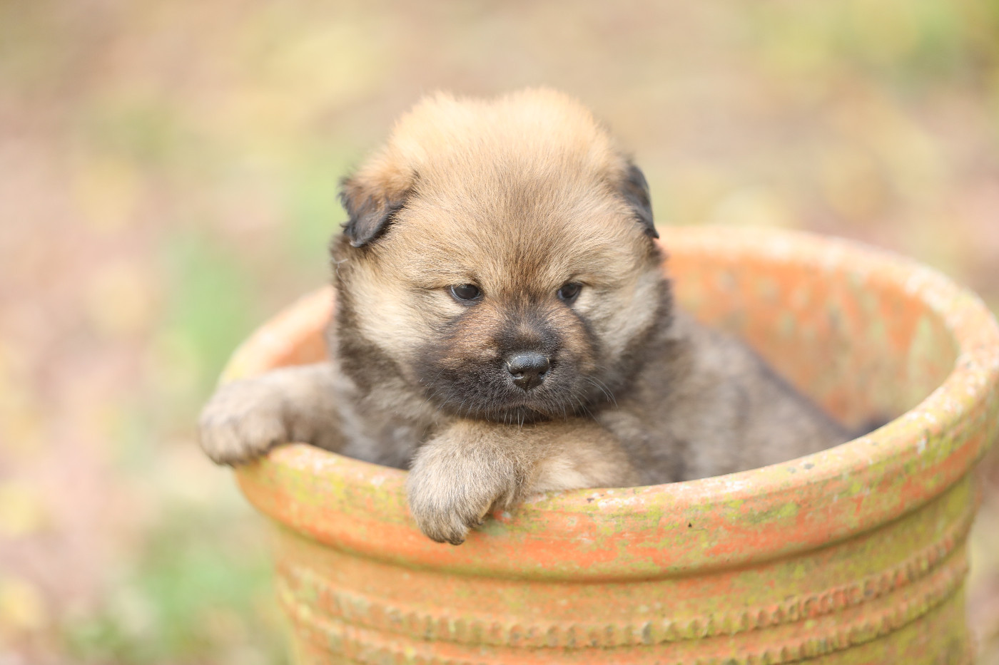 ALTA (collier orange)