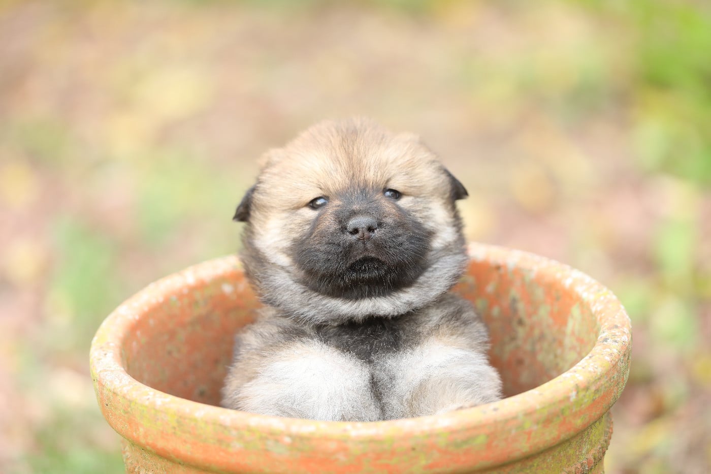 ALOUGA (collier vert)