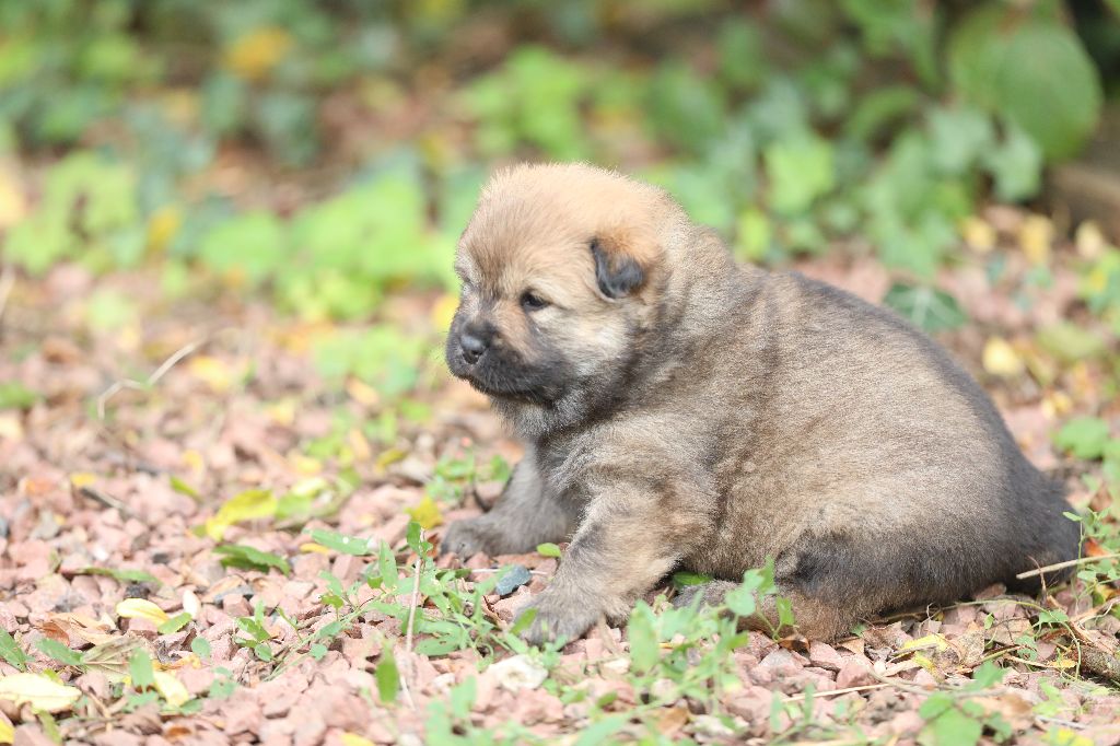 CHIOT collier orange