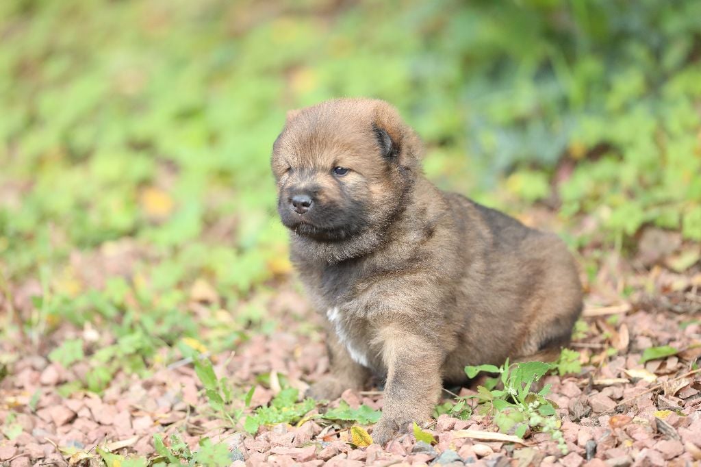 CHIOT collier violet