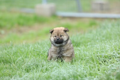Les chiots de Eurasier