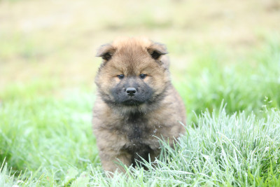 Les chiots de Eurasier