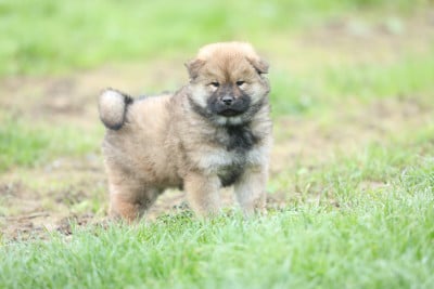 Les chiots de Eurasier