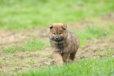 Les chiots de Eurasier