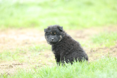 Les chiots de Eurasier