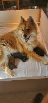 Eurasier