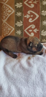 Les chiots de Eurasier
