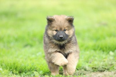 Les chiots de Eurasier
