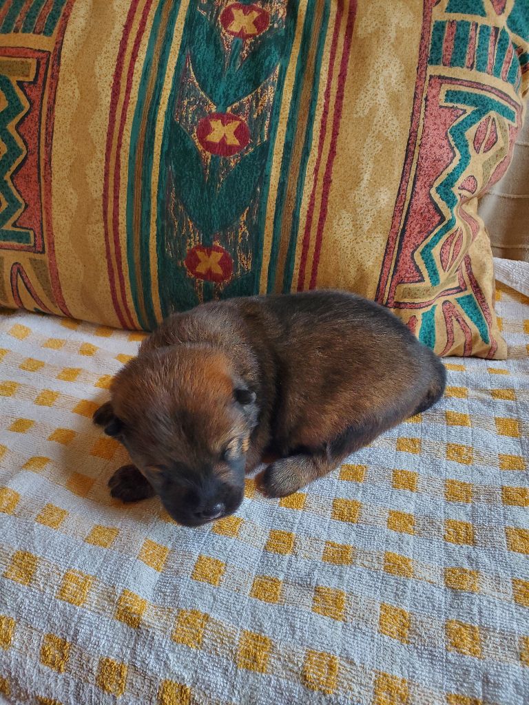 CHIOT collier violet