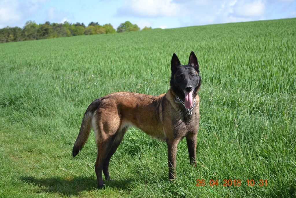 Publication : des Bergers De Turons Auteur : vassard alexandra