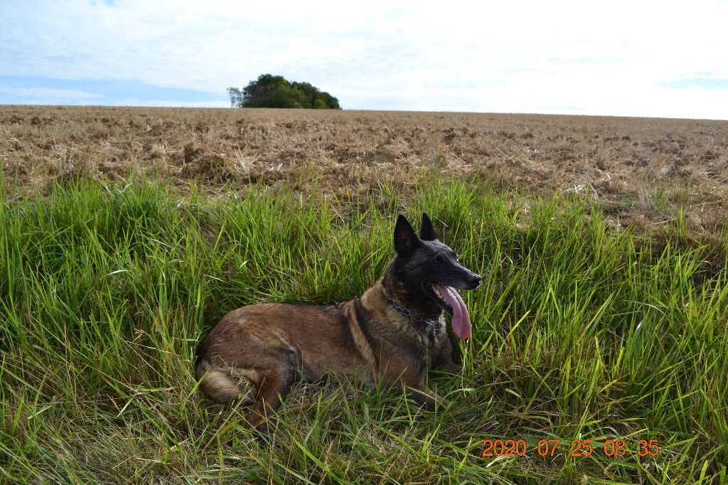 Publication : des Bergers De Turons Auteur : vassard alexandra