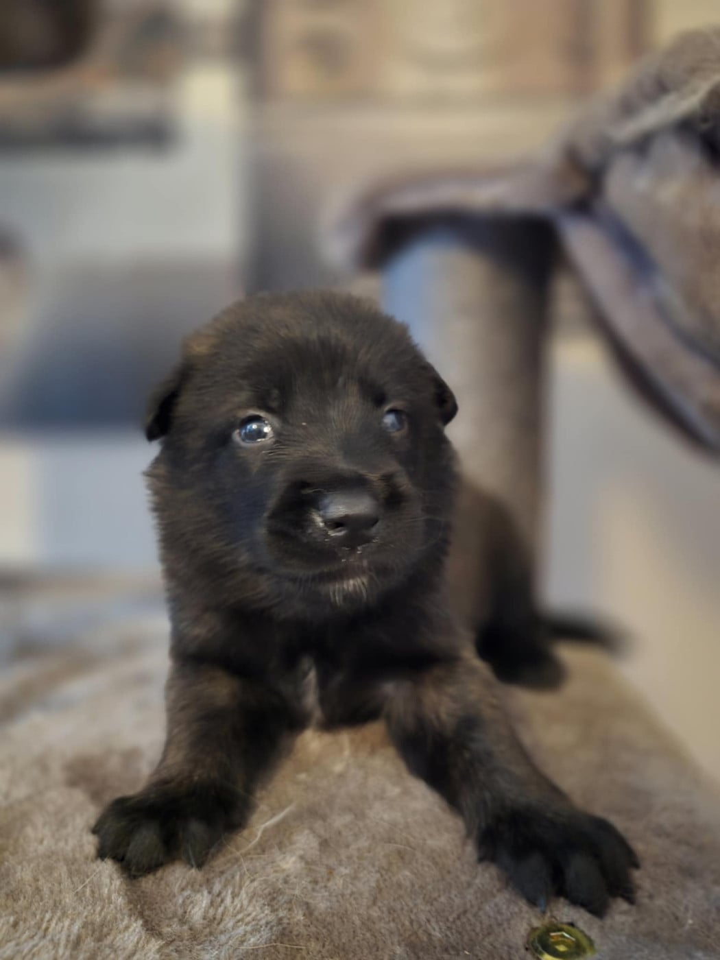 A'loubo De La Forêt De L'espérance