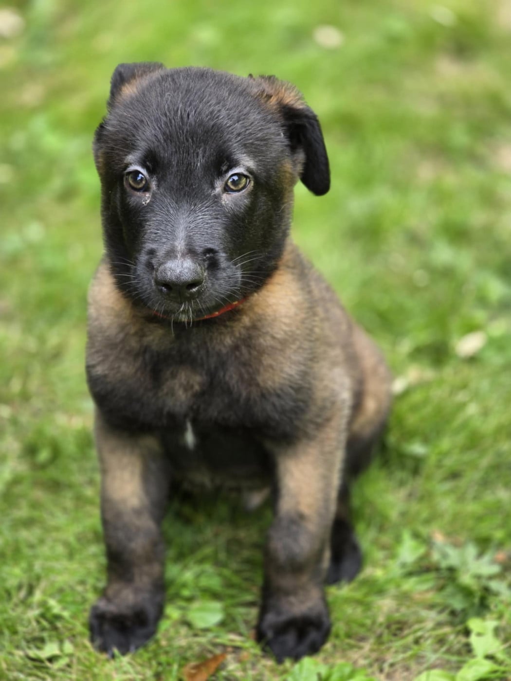 A'loubo De La Forêt De L'espérance