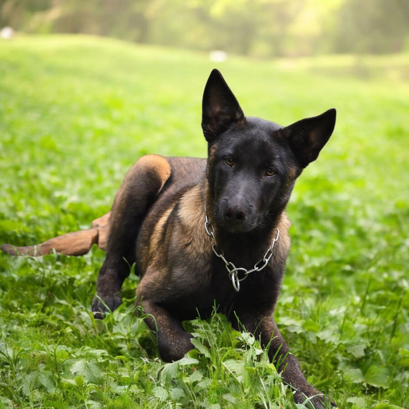 Publication : De La Forêt De L'espérance Auteur : élevage forêt de l'éspérance