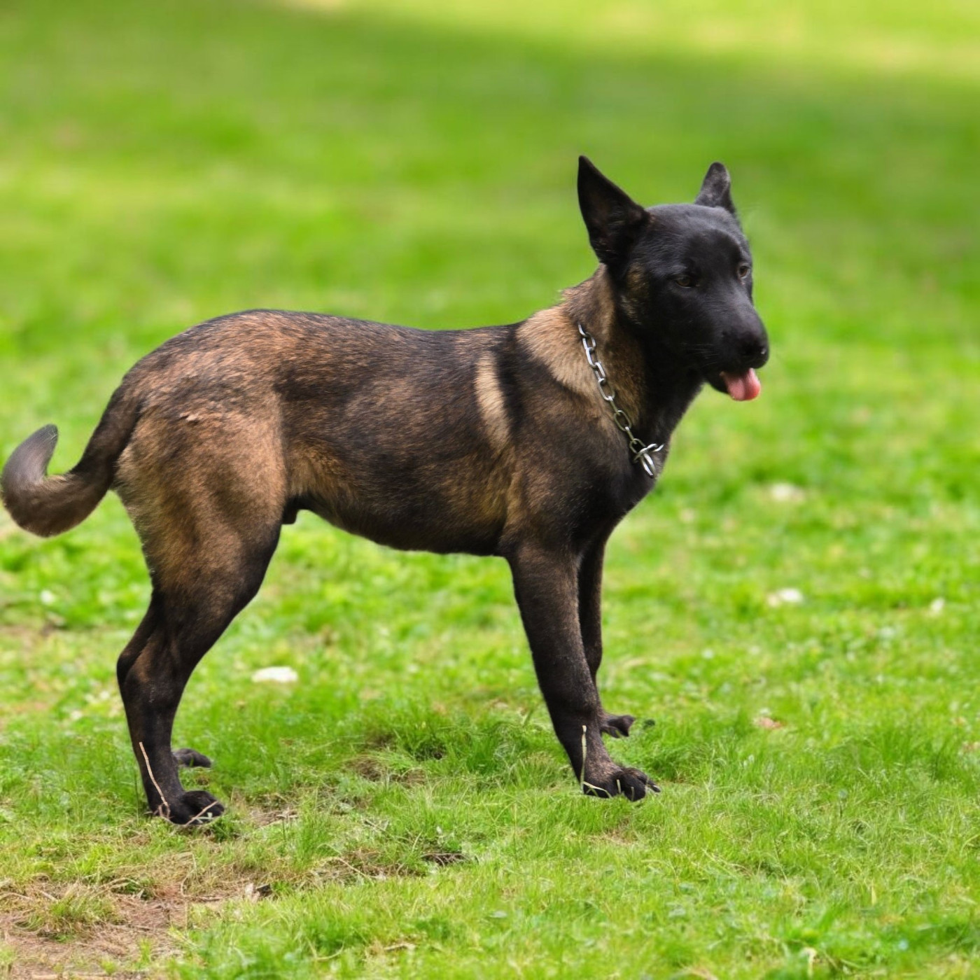 Publication : De La Forêt De L'espérance Auteur : élevage forêt de l'éspérance