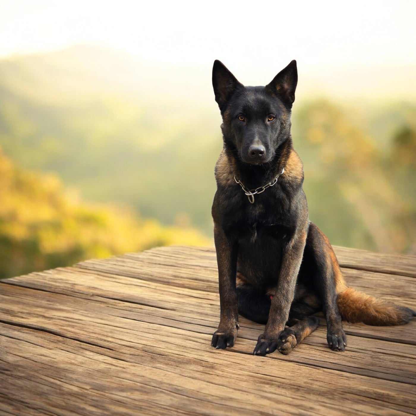 A'loubo De La Forêt De L'espérance