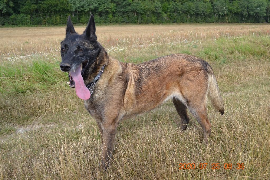 Publication : des Bergers De Turons Auteur : vassard alexandra