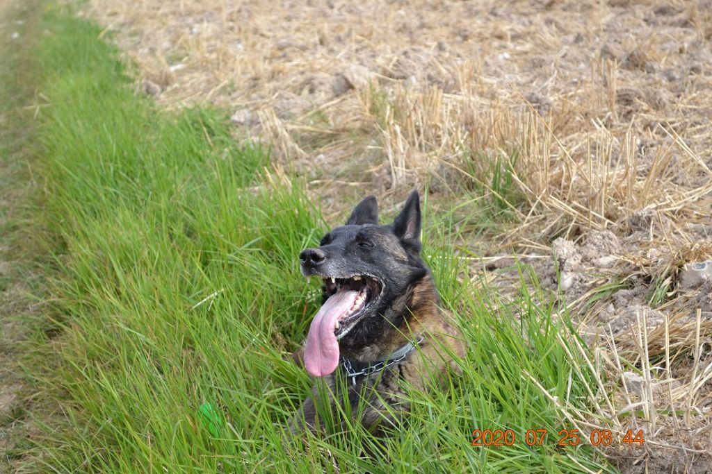 Publication : des Bergers De Turons Auteur : vassard alexandra