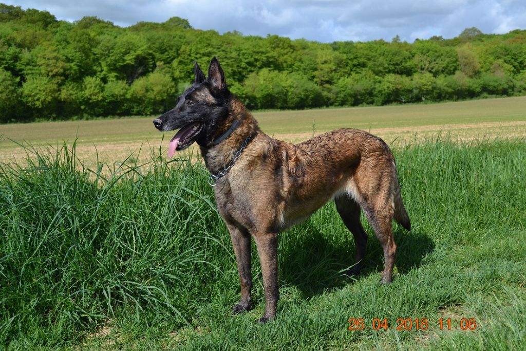 Publication : des Bergers De Turons Auteur : vassard alexandra