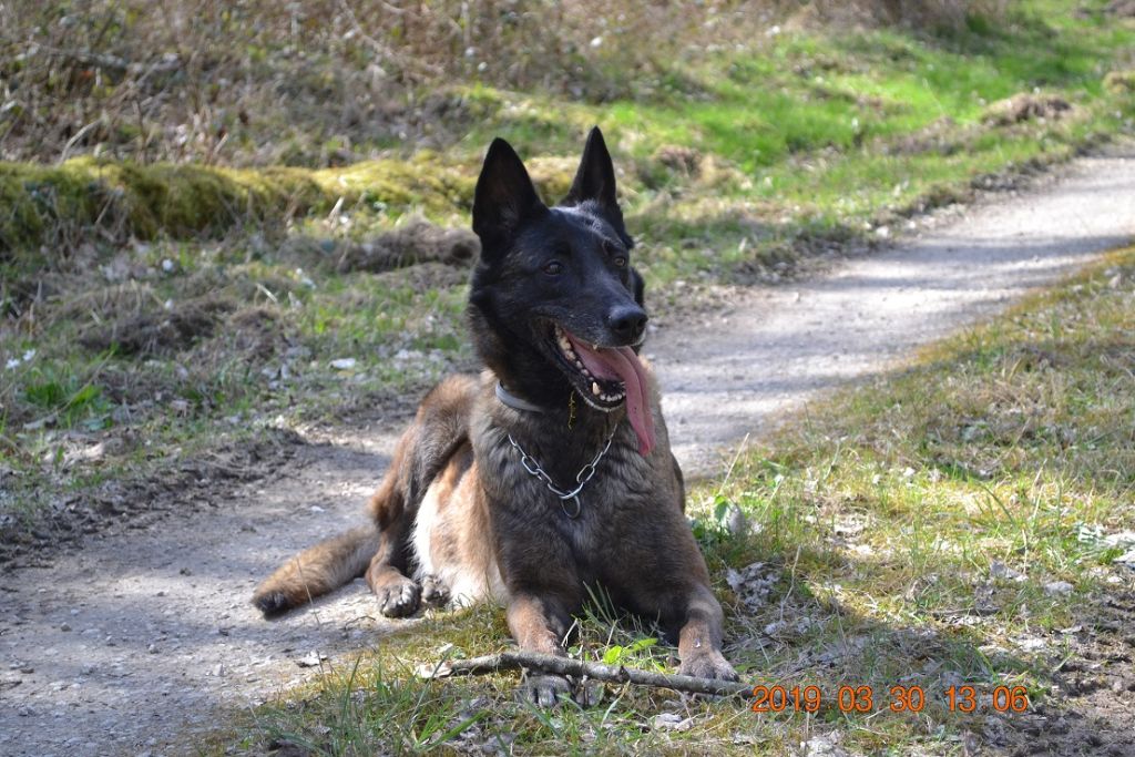 Publication : des Bergers De Turons Auteur : vassard alexandra