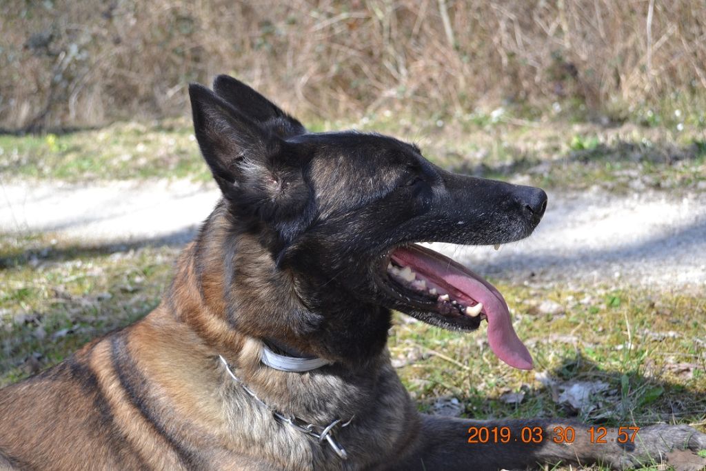 Publication : des Bergers De Turons Auteur : vassard alexandra