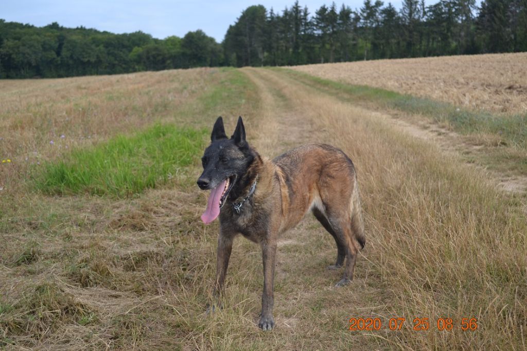 Publication : des Bergers De Turons Auteur : vassard alexandra