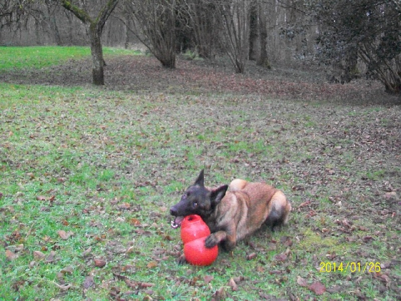 Publication : des Bergers De Turons Auteur : vassard alexandra