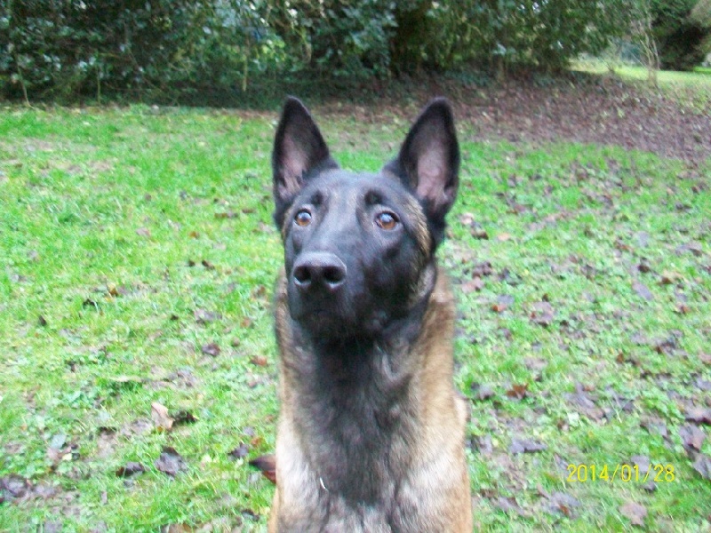 Publication : des Bergers De Turons Auteur : vassard alexandra