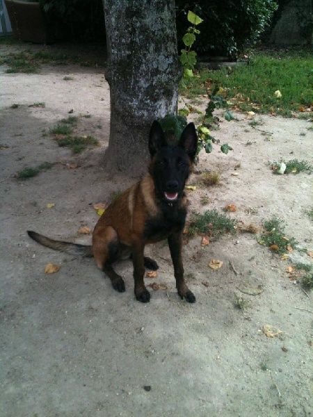 Publication : des Bergers De Turons Auteur : vassard alexandra