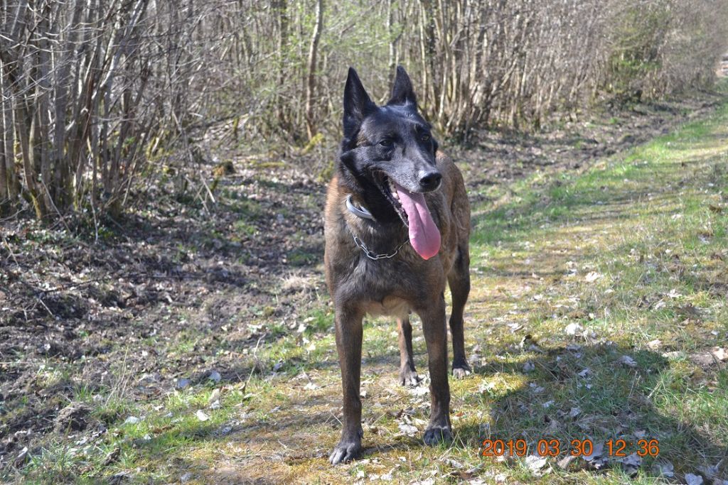 Publication : des Bergers De Turons Auteur : vassard alexandra